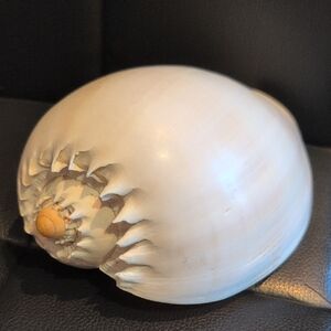 Decorative Cream Nautical Shell - Home Accent